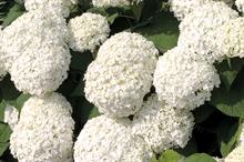 Hydrangea arborescens ‘Annabelle’ - all images: Floramedia
